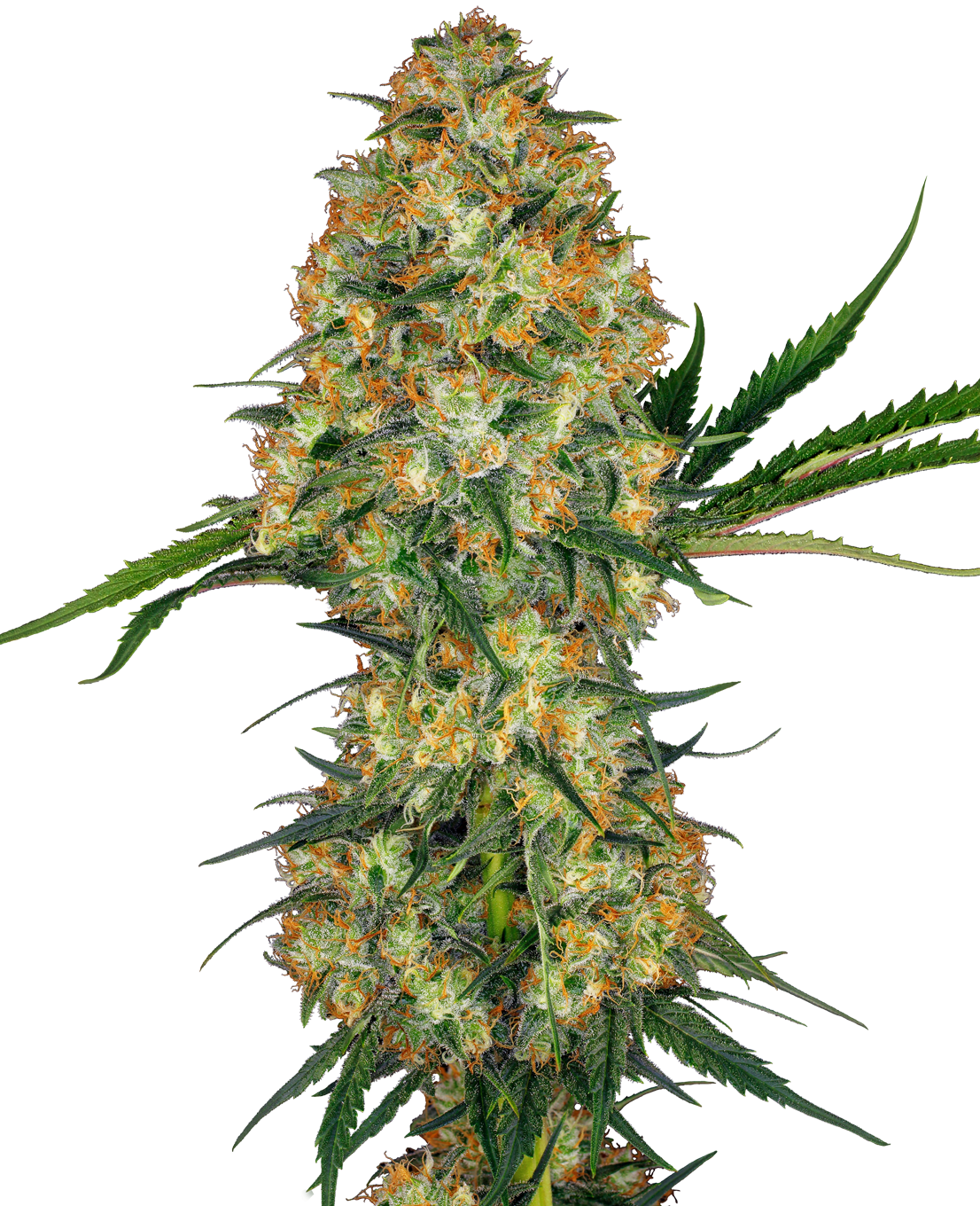 Hindu Kush Feminized